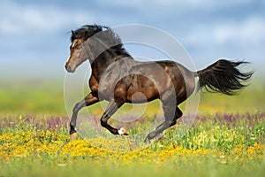 Bay horse run in flowers