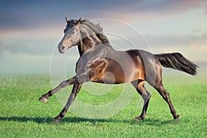 Bay horse run gallop