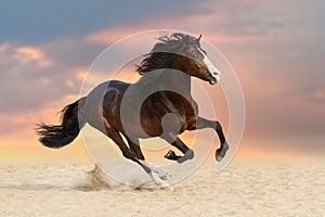 Bay horse run gallop