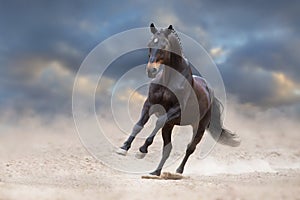Bay horse run gallop photo