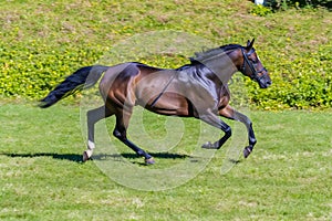 Bay horse run gallop on desert sand against blue sky. Neural network AI generated