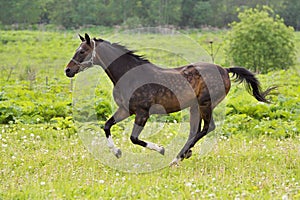 Bay horse run gallop on green meadow in summer day