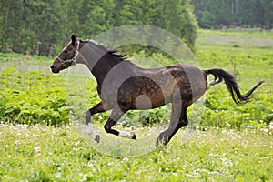 Bay horse run gallop on green meadow in summer day