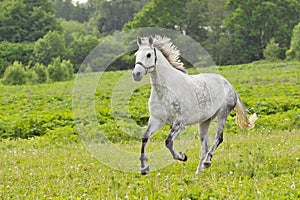 Bay horse run gallop on green meadow in summer day