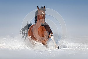 Bay horse run in snow