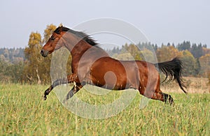 Baia un cavallo correre sul autunno prato 