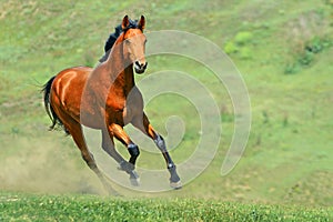 Bay horse running in the field