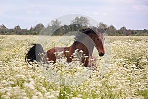 Bucht ein Pferd laufen auf der Blumen 