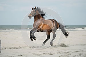 bay horse running free without rider on a wide beach