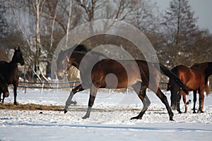 Bay horse running free in winter