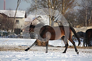 Bay horse running free in winter