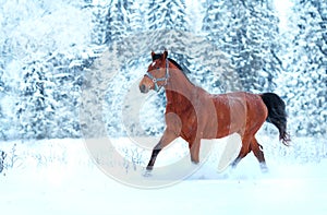 Bay horse running in the snow