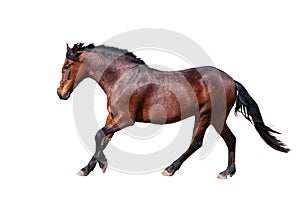 Bay horse runs forward. Side view.