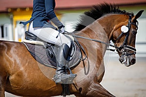 Bay horse during showjumping competition in summer in daytime