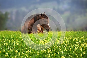 Bay horse sleep in flowers