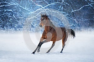 Bay horse in snow