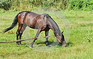 Bay horse (stallion) on the summer pasture