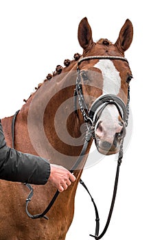 Bay horse standing isolated on white background