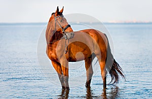 Bay horse standing water and looks
