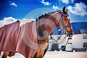 A bay horse stands in a  brown blanket against the background of the stable and the blue sky on a sunny day. Equestrian sports.