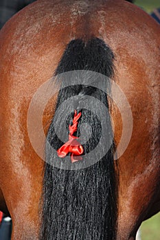 Bay horse tail with red ribbon