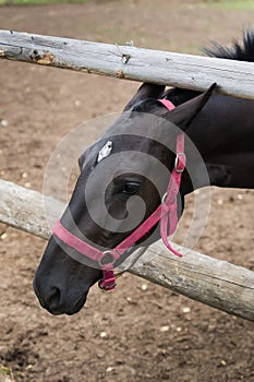 A bay horse tilted its head in a bridle