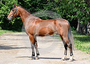 Bay horse trotter breed