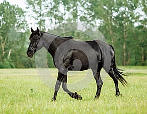 Bay horse trotting on flower spring meadow