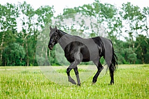 Bay horse trotting on flower spring meadow