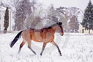 Bay horse trotting in the snow