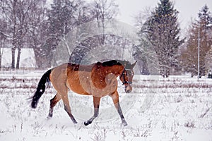 Bay horse trotting in the snow