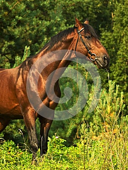 Bay horse in verdure