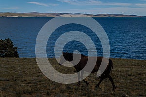 bay horse walk on grass coast, against the background of blue lake baikal, mountains