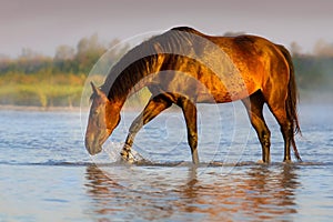 Bay horse walk in river