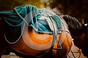 A bay horse weared with equestrian gear and saddle, along with a blue horse blanket draped on its back. The equestrian sports and