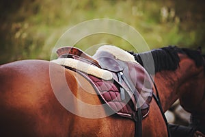 The bay horse is wearing a leather saddle and a maroon saddle cloth. Horseback riding. Equestrian sport photo