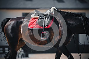 A bay horse is wearing sports equipment - a black leather saddle, a red saddlecloth and a stirrup. Equestrian sport