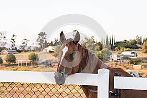 Bay horse with white blaze looking over a fence