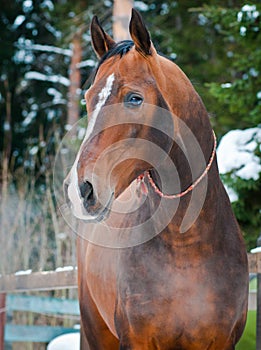 Bay horse on winter's paddock