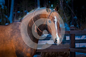 Bay horse on winter's paddock