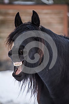 Bay horse yawning - friesian horse