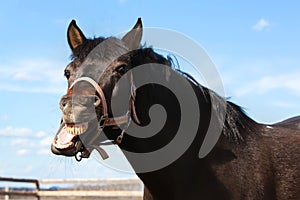 Bay horse yawning. Outdoor portret