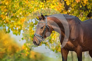 Bay horses in bridle photo