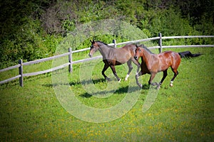 Bay Horses cantering down hill