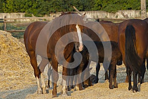 Bay horses eating fresh hay