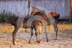 Bay horses eating fresh hay