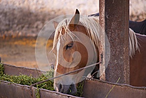 Bay horses eating fresh hay