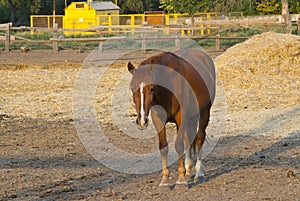 Bay horses eating fresh hay