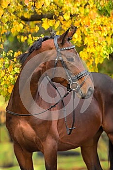 Bay horses in fall landscape