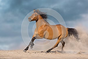 Bay hutsul horse run photo